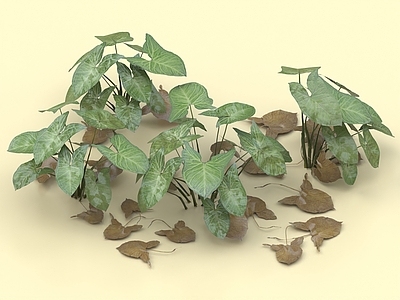 慈姑 野慈姑 水边植物 浮萍 水草 灌木 植物 花草