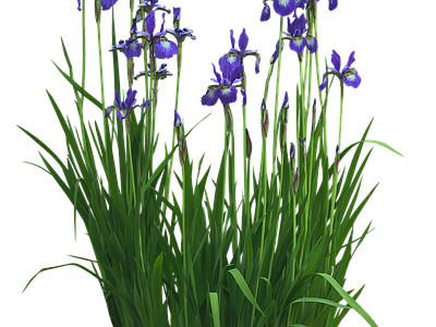 png免抠菖蒲 花