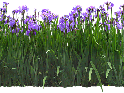 png免抠菖蒲 花