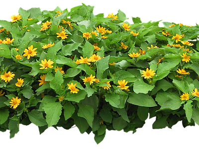 png免抠黄帝菊 花