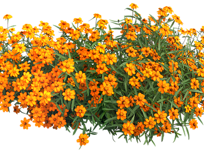 png免抠百日菊 花