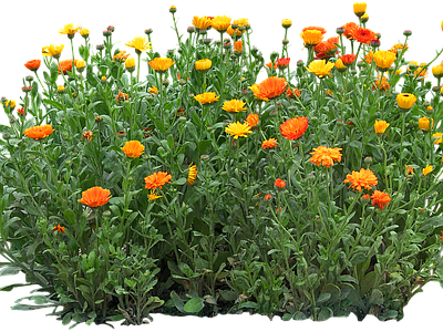 png免抠金盏菊 花