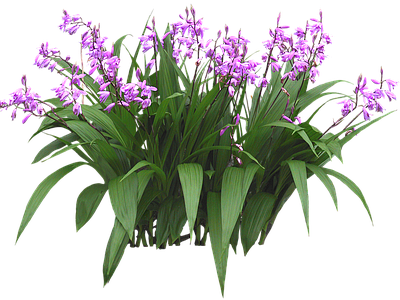 png免抠白芨 紫兰 花