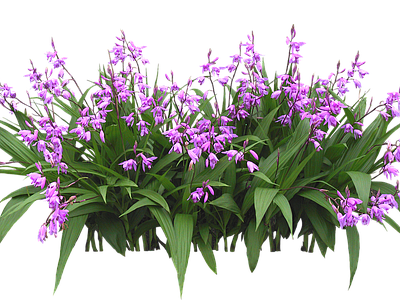 png免抠白芨 紫兰 花