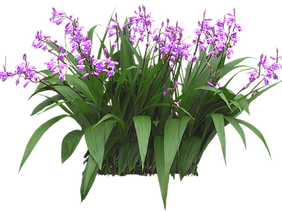png免抠白芨 紫兰 花