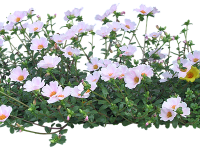 png免抠马齿苋 花