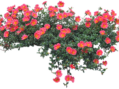 png免抠马齿苋 花