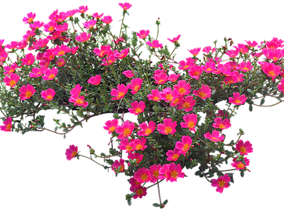 png免抠马齿苋 花