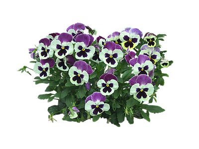 png免抠三色堇 花