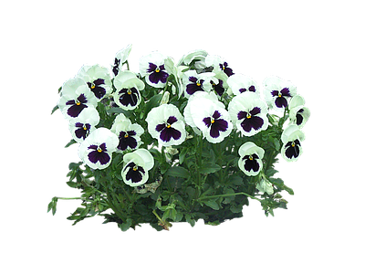 png免抠三色堇 花