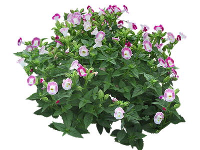 png免抠蝴蝶草 蓝猪耳 花