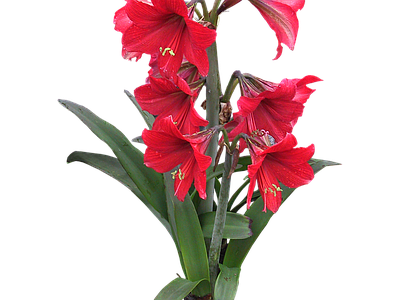 png免抠朱顶红 花