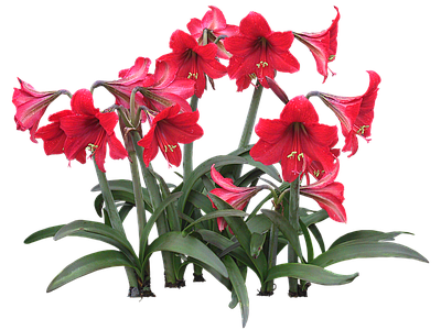 png免抠朱顶红 花