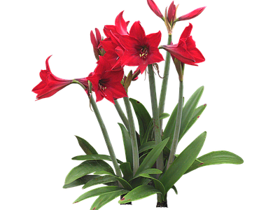 png免抠朱顶红 花