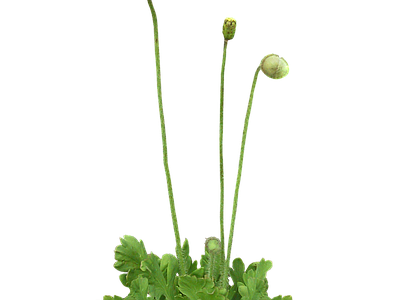 png免抠虞美人 花