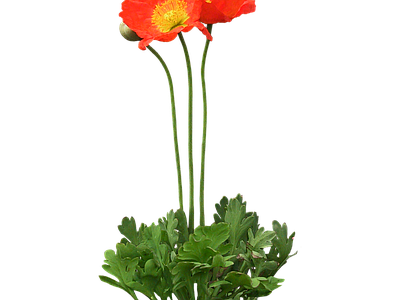 png免抠虞美人 花