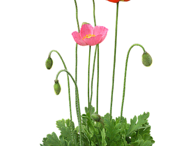 png免抠虞美人 花