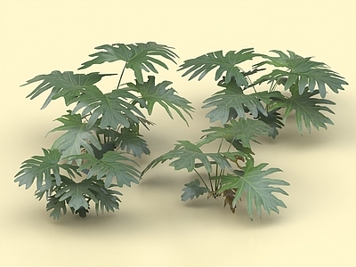 绿萝 天星草 心叶蔓绿绒 银叶蔓绿绒 灌木 花草