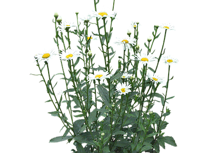 png免抠大滨菊 花