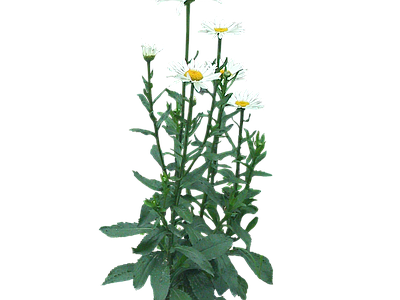 png免抠大滨菊 花