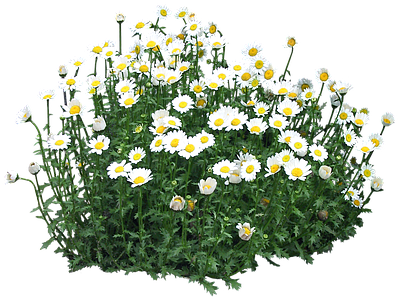 png免抠白晶菊 花
