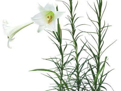 png免抠百合 花