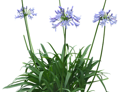 png免抠百子莲 花