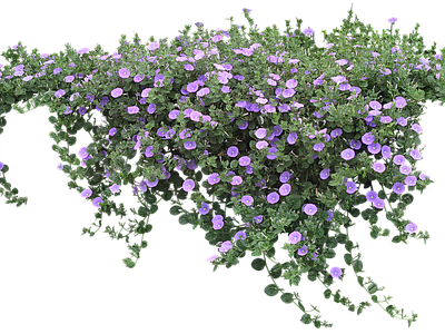 png免抠牵牛花
