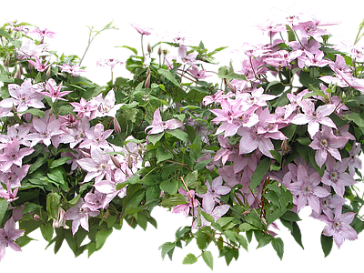 png免抠铁线莲 花