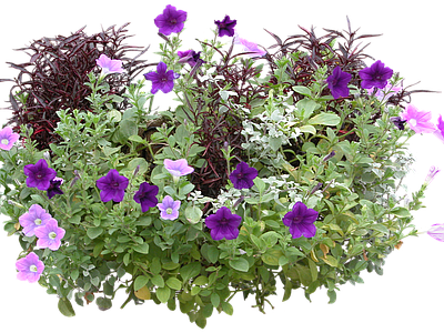 png免抠矮牵牛 花