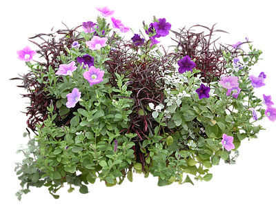 png免抠矮牵牛 花