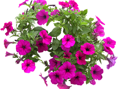 png免抠矮牵牛 花