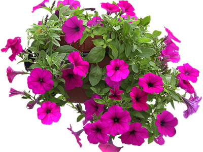 png免抠矮牵牛 花
