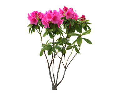 png免抠石楠花