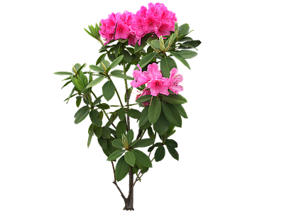 png免抠石楠花