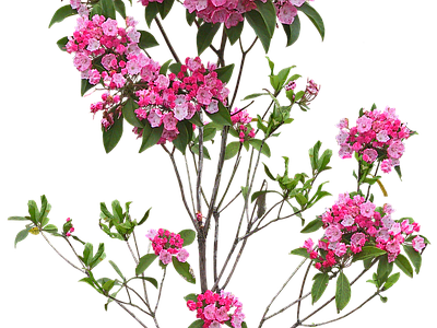 png免抠石楠花