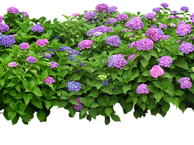 png免抠绣球花