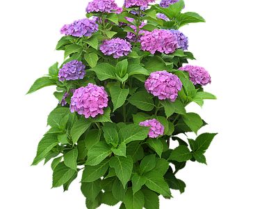 png免抠绣球花