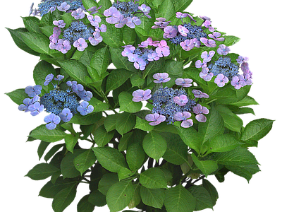png免抠绣球花