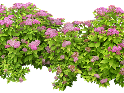 png免抠绣球花