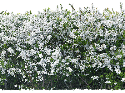 png免抠珍珠绣线菊 花