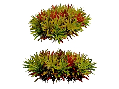 变叶木 植物 灌木