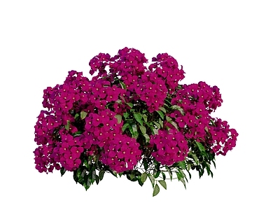 叶子花球 灌木