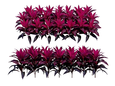 茱蕉 灌木
