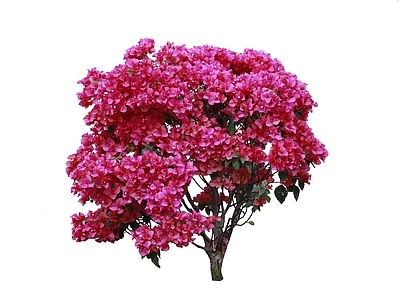 三角梅球免抠 花