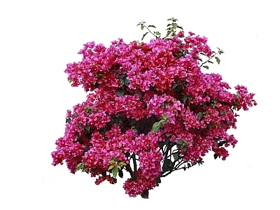 三角梅球免抠 花