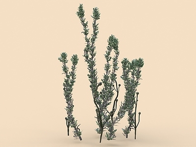 水草 海草 海藻 紫菜 海底植物 水底植物