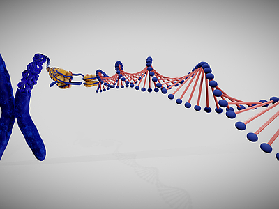 染色体结构 DNA 细胞 染色体 线粒体 人体细胞