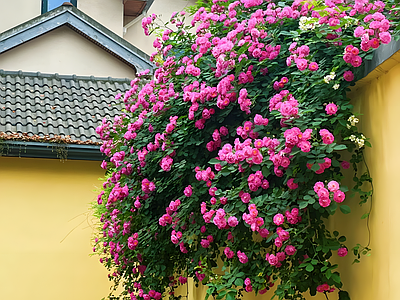 蔷薇花墙外景