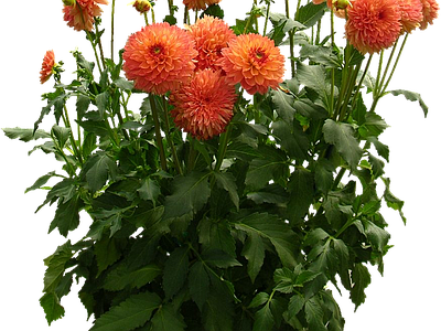 png免抠大丽花
